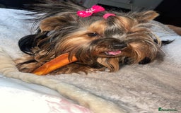 Yorkshire Terrier dogs for sale: Absolutely adorable mini yorkie puppies  - Image 4