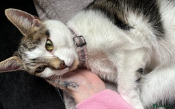 Mixed Breed cats for sale: Two beautiful cats - Image 11