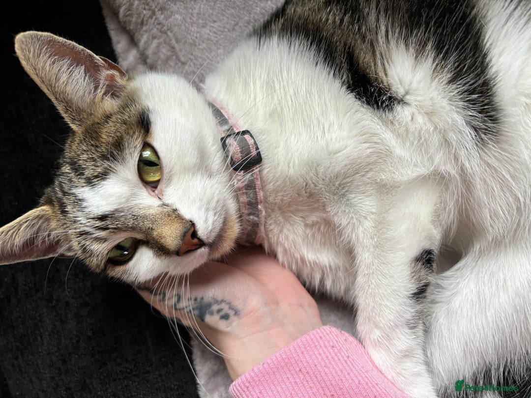 Mixed Breed cats for sale: Two beautiful cats - Image 11