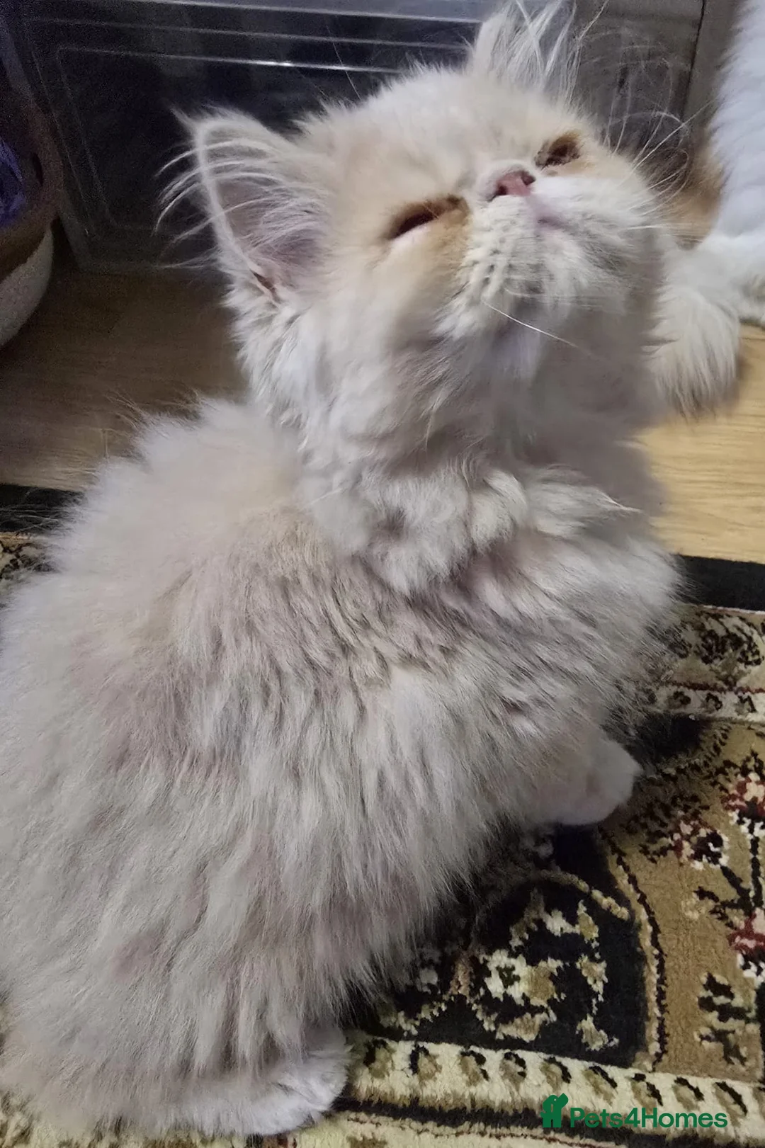 Persian cats for sale: Beautiful Pure Persian Boy Looking for Loving home - Advert 10