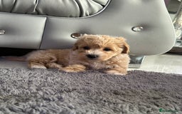 Maltipoo dogs for sale: Outstanding F1 Maltipoo Puppies - Image 4