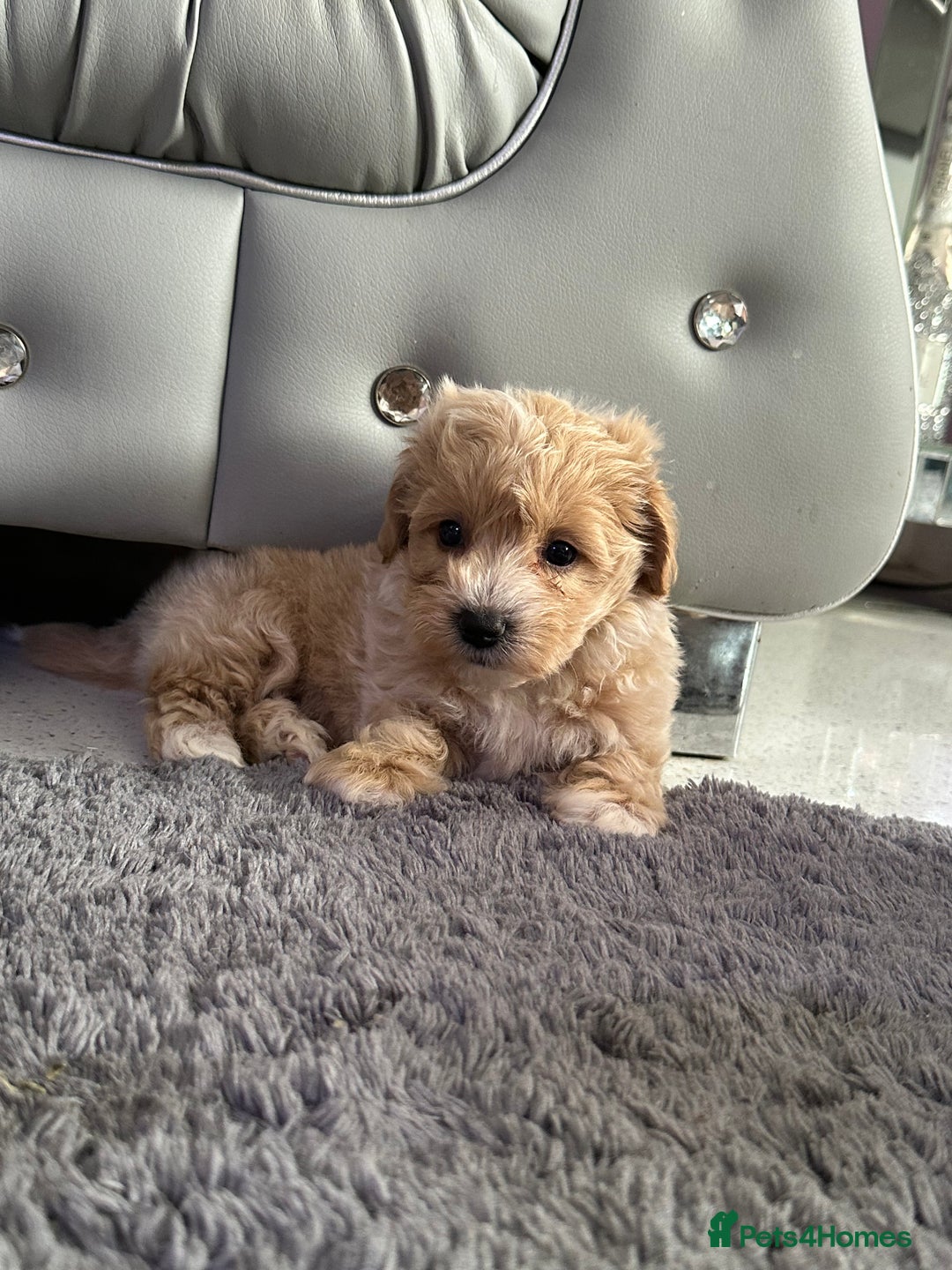 Maltipoo dogs for sale: Outstanding F1 Maltipoo Puppies - Image 4