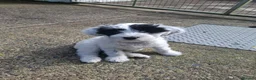 Tibetan Terrier dogs for sale: KC registered Tibetan Terrier's - Advert 7