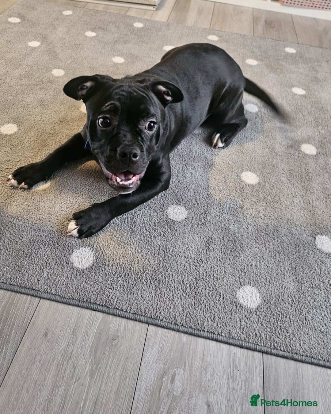 Mixed Breed dogs for sale: Wonderful dog for sale - Advert 18