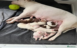 Mixed Breed dogs for sale: 6 beautiful puppies  - Image 10