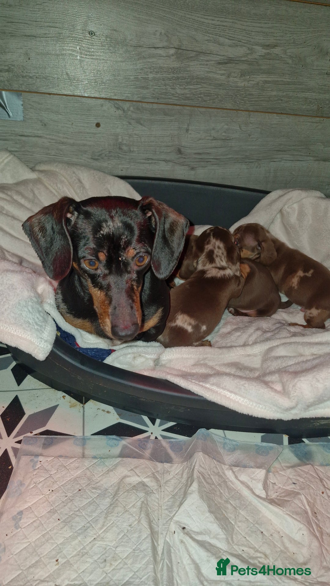 Miniature Dachshund dogs for sale: 3 beautiful mini sausages - Advert 6