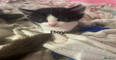 British Shorthair cats - Advert 8