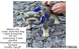 French Bulldog dogs for sale: ** frenchies  - Image 3
