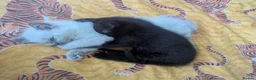 Ragdoll cats for sale: Black 3/4 ragdoll female kitten in Glasgow - Advert 5
