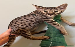 Savannah cats for sale: F9 brown & charcoal spotted savannah kittens - Image 19