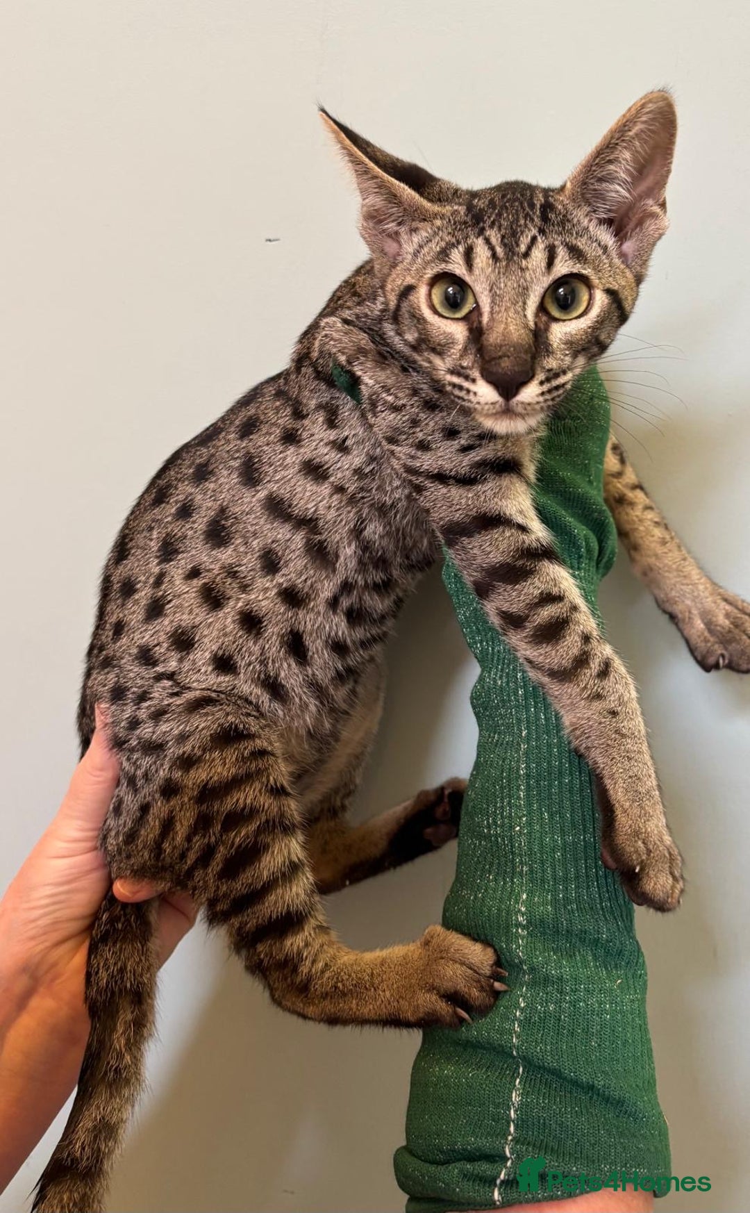 Savannah cats for sale: F9 brown & charcoal spotted savannah kittens - Image 19
