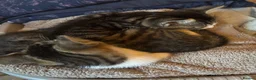 Mixed Breed cats for sale: Two gorgeous female tabby and white kittens - Advert 3
