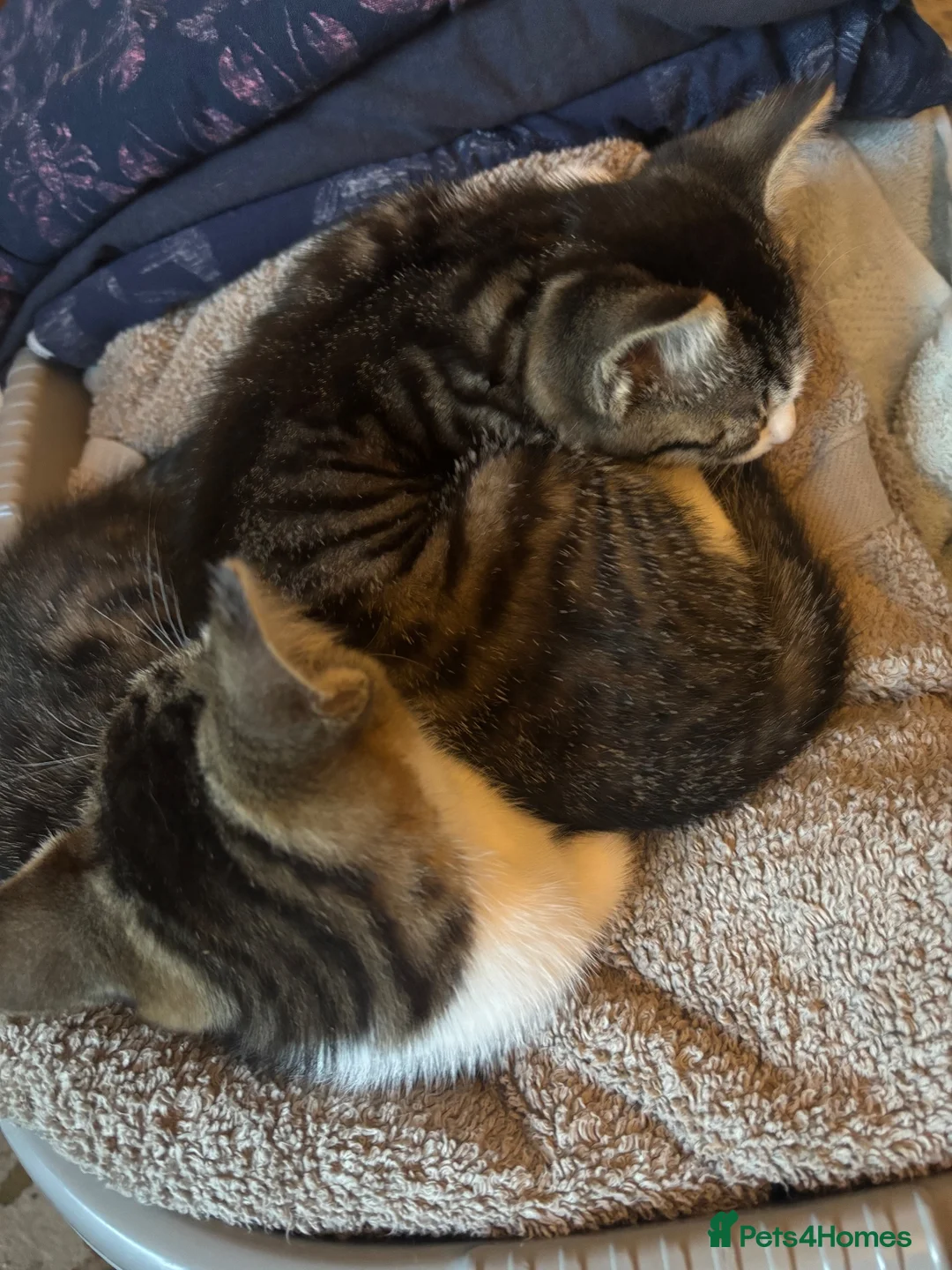 Mixed Breed cats for sale: Two gorgeous female tabby and white kittens - Advert 3
