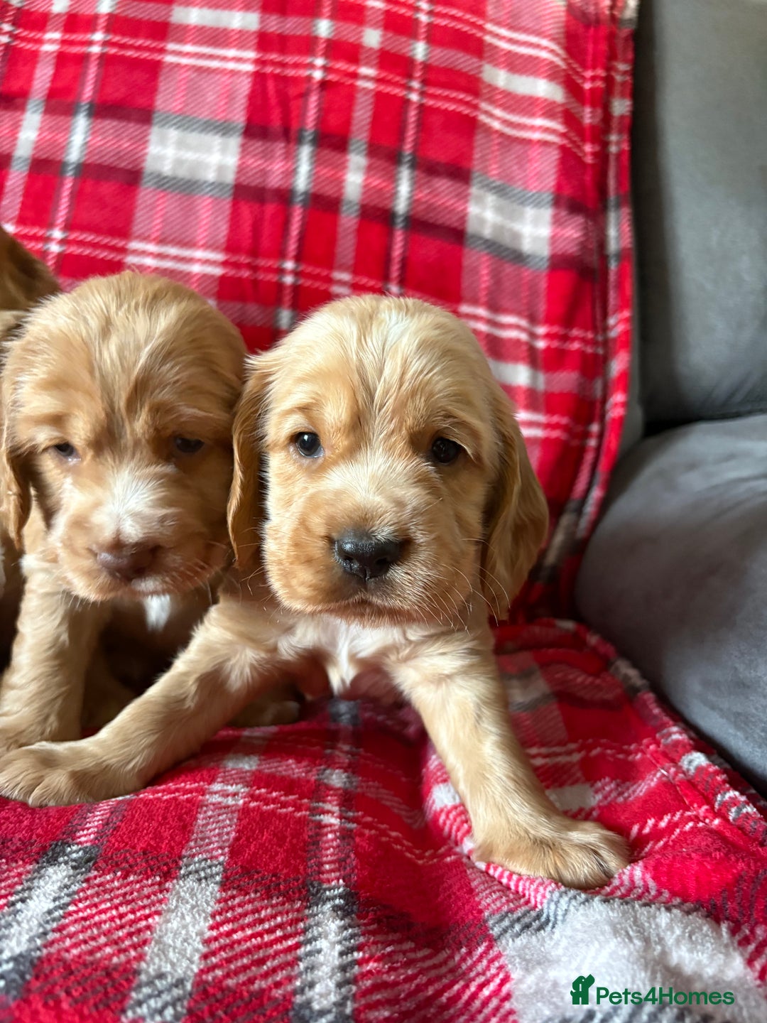 Cocker Spaniel dogs for sale: Show type cocker spaniel pups - Advert 12