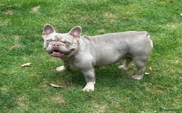 French Bulldog dogs for sale: French bulldog Isabella Girl available now in Farnborough - Image 3