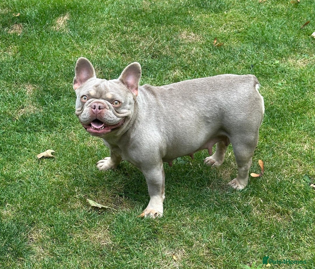 French Bulldog dogs for sale: French bulldog Isabella Girl available now in Farnborough - Image 3