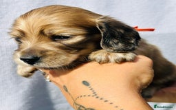 Miniature Dachshund dogs for sale: Ready to leave 🐾 beautiful long hair miniatures  - Image 19