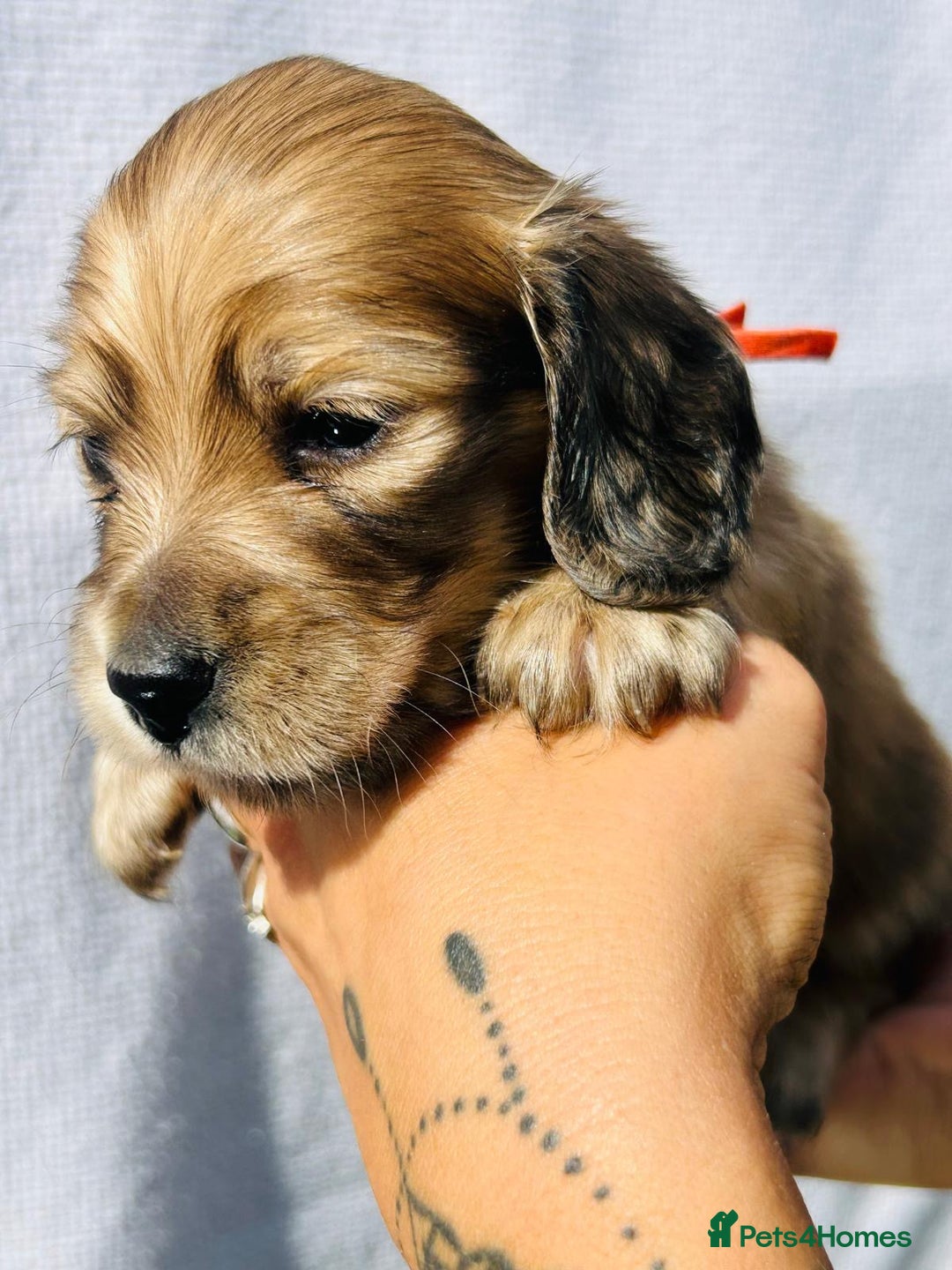 Miniature Dachshund dogs for sale: Ready to leave 🐾 beautiful long hair miniatures  - Image 19