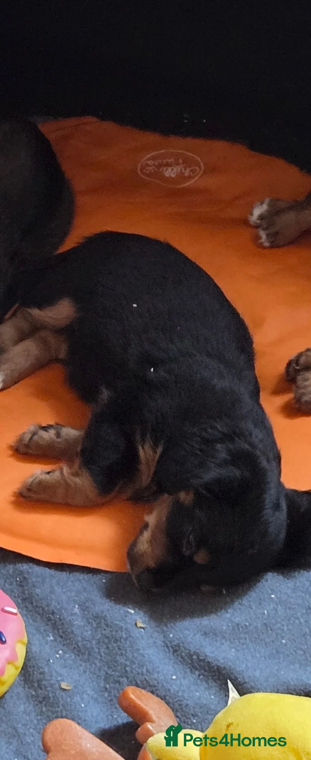 Chiweenie dogs for sale: One little girl left  - Advert 2