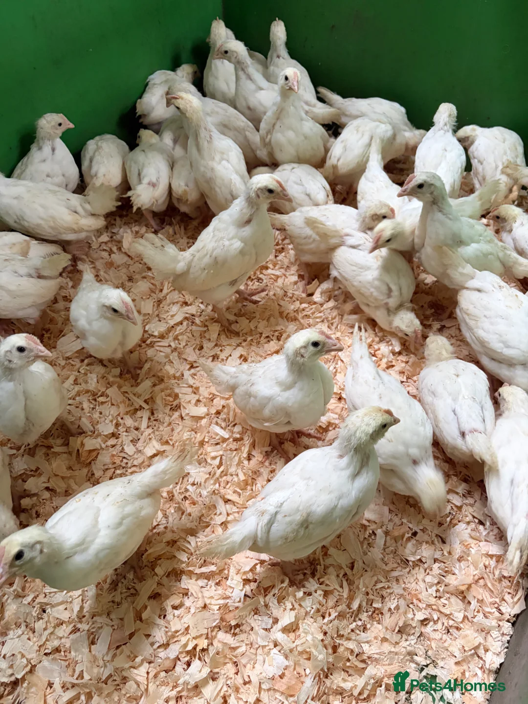 Chickens poultry for sale: Female chicks available  - Advert 1