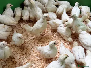 Chickens poultry Female chicks available - Advert 10