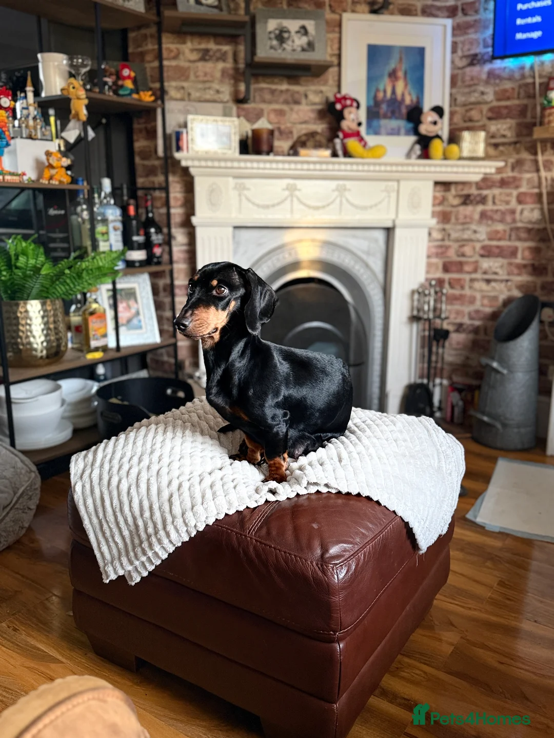 Dachshund dogs for sale: 🐶 Adorable mini/midi Dachshund Puppies  - Advert 1