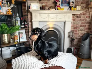 Dachshund dogs 🐶 Adorable mini/midi Dachshund Puppies - Advert 5