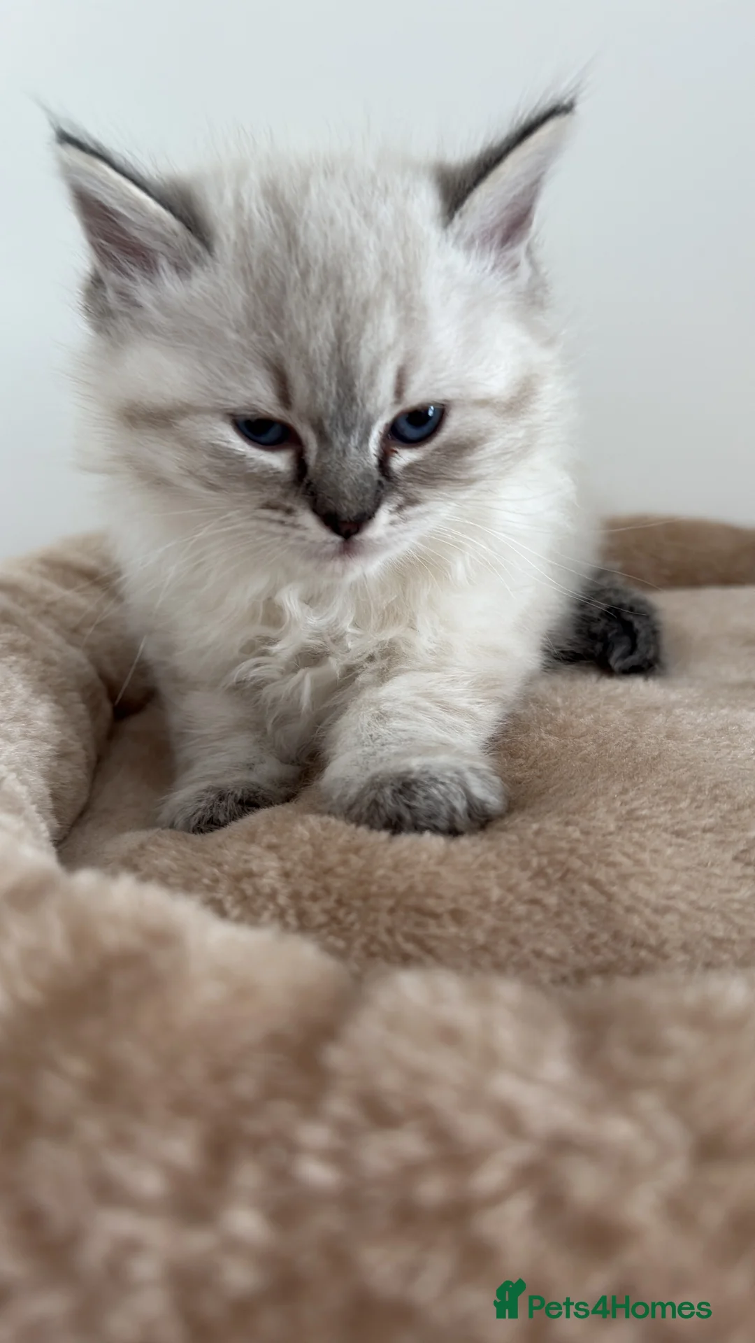 Ragdoll cats for sale: Ragdoll girl  ready now  - Advert 2