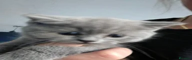 British Shorthair 2