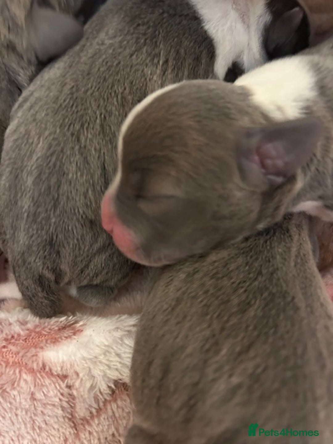 Staffordshire Bull Terrier dogs for sale: 2 beautiful blue/white staffy boys 💙🐾💙 - Advert 13