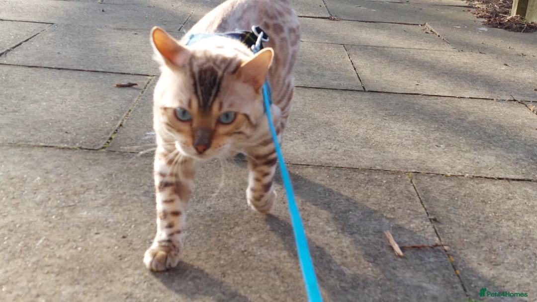 Bengal cats for stud: AMAZING SNOW LYNX STUD BENGAL TICA reg  in Harlow - Advert 19