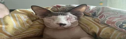 Sphynx cats for sale: 2 year old male Sphynx  - Advert 5