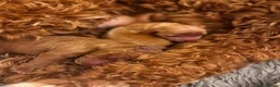 Double Doodle dogs for sale: Two Beautiful Double Doodle Puppies – Boy & Girl - Advert 3