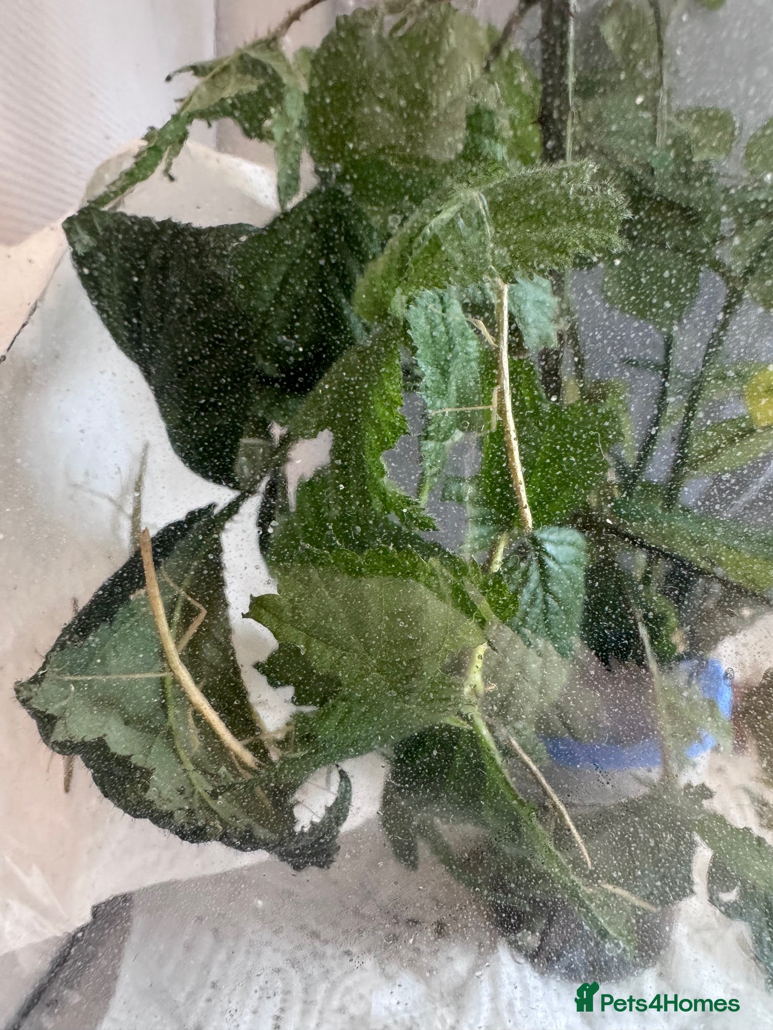 Stick Insects invertebrates for sale: Indian Stick Insects & Eggs for sale - Advert 5