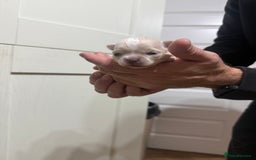 Chihuahua dogs for sale: Chihuahua puppies  - Image 6