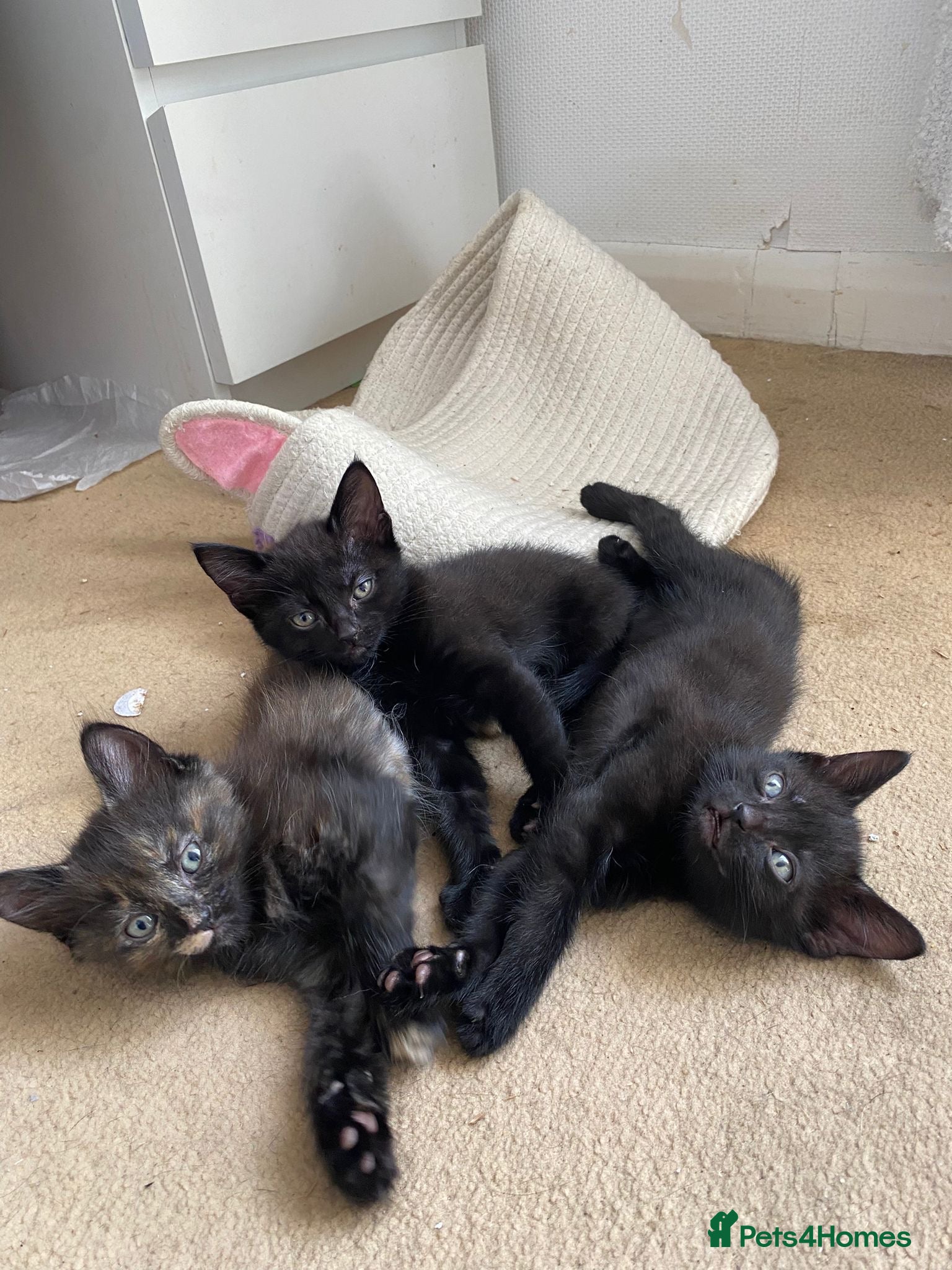 Mixed Breed cats 3 gorgeous kittens 1 boys 2 girls, ginge is gone - Advert 1
