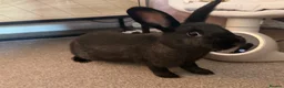 Mixed Breed rabbits for sale: 2 gorgeous rabbits  in Warrington - Advert 4