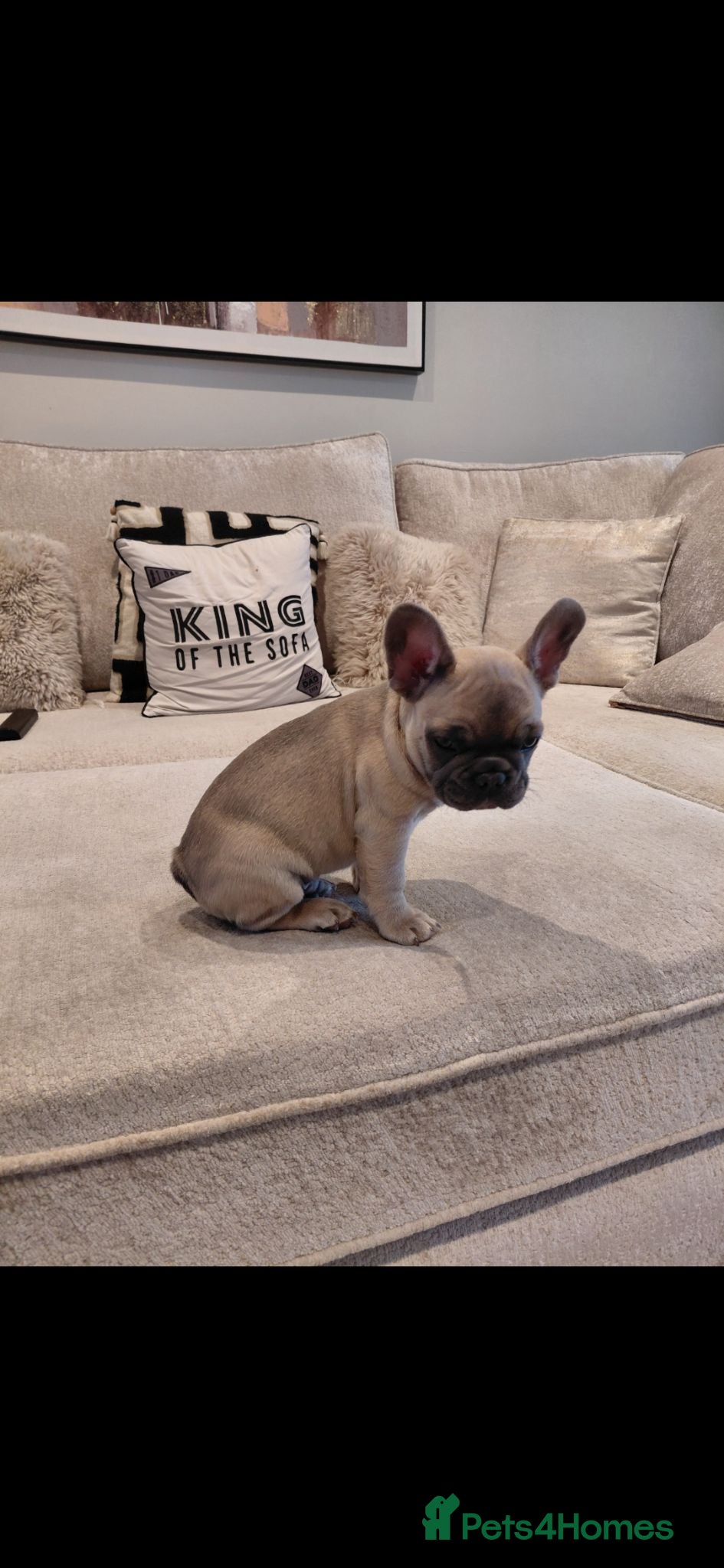 French Bulldog dogs Stunning boy kc pedigree puppy - Advert 2