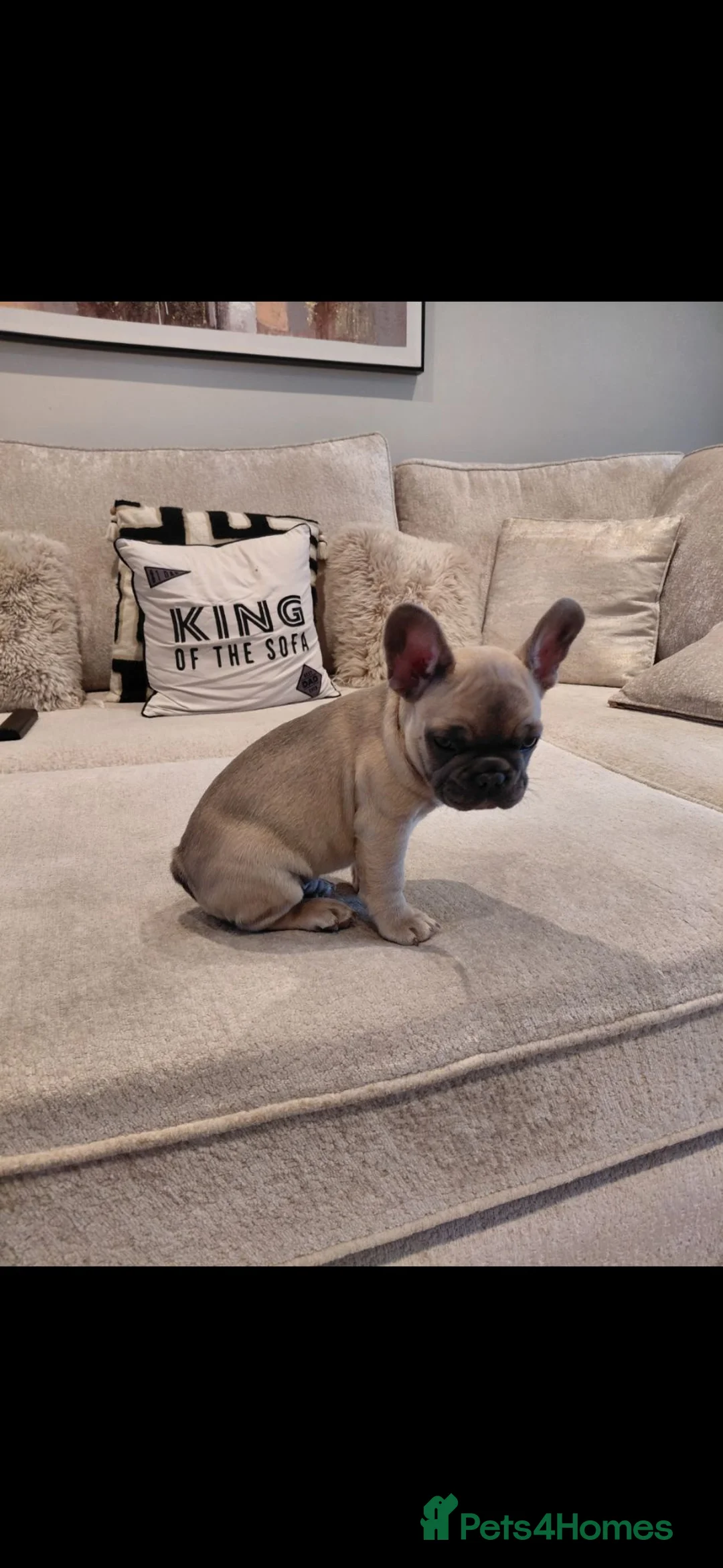 French Bulldog dogs for sale: Stunning boy kc pedigree puppy - Advert 2