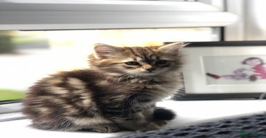 Siberian cats - Advert 14
