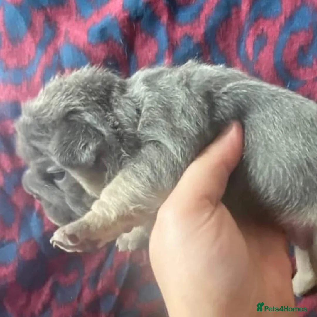 French Bulldog dogs for stud: Tiny 8kg Isabella and tan quad  - Advert 21