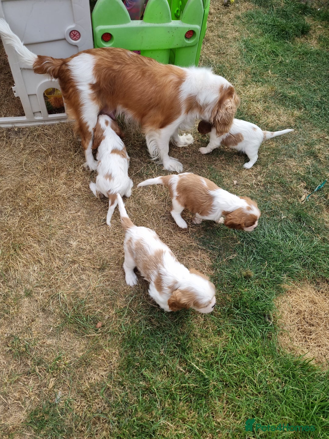 Cavalier King Charles Spaniel dogs for sale: Beautiful Blenheim puppies  - Image 9