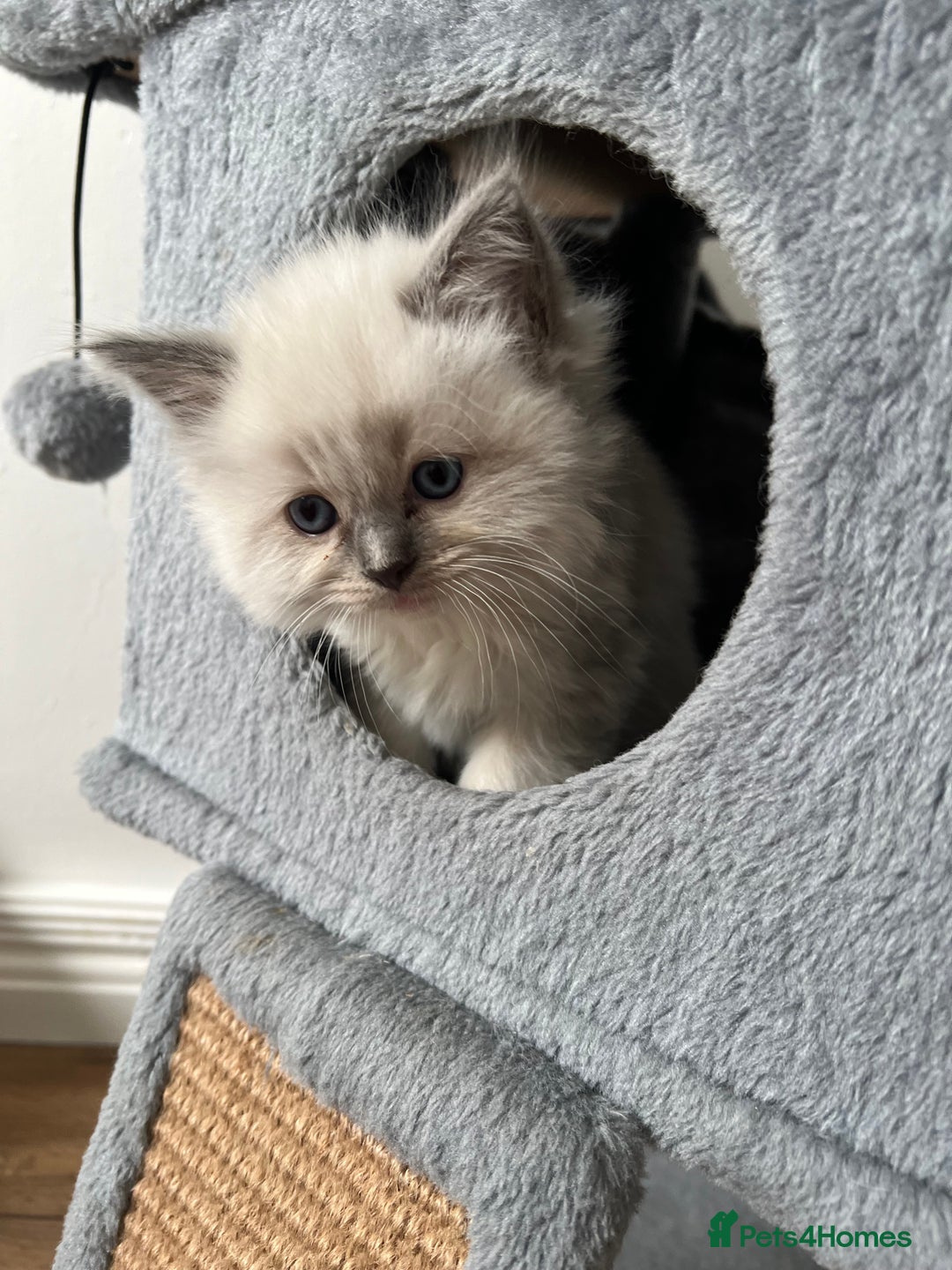 Ragdoll cats for sale: PURE BREED RAGDOLL KITTENS BLUE - Image 10