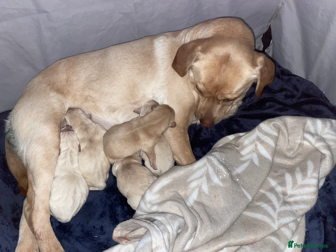 Labrador Retriever dogs for sale: Beautiful Labrador Puppies  - Advert 6