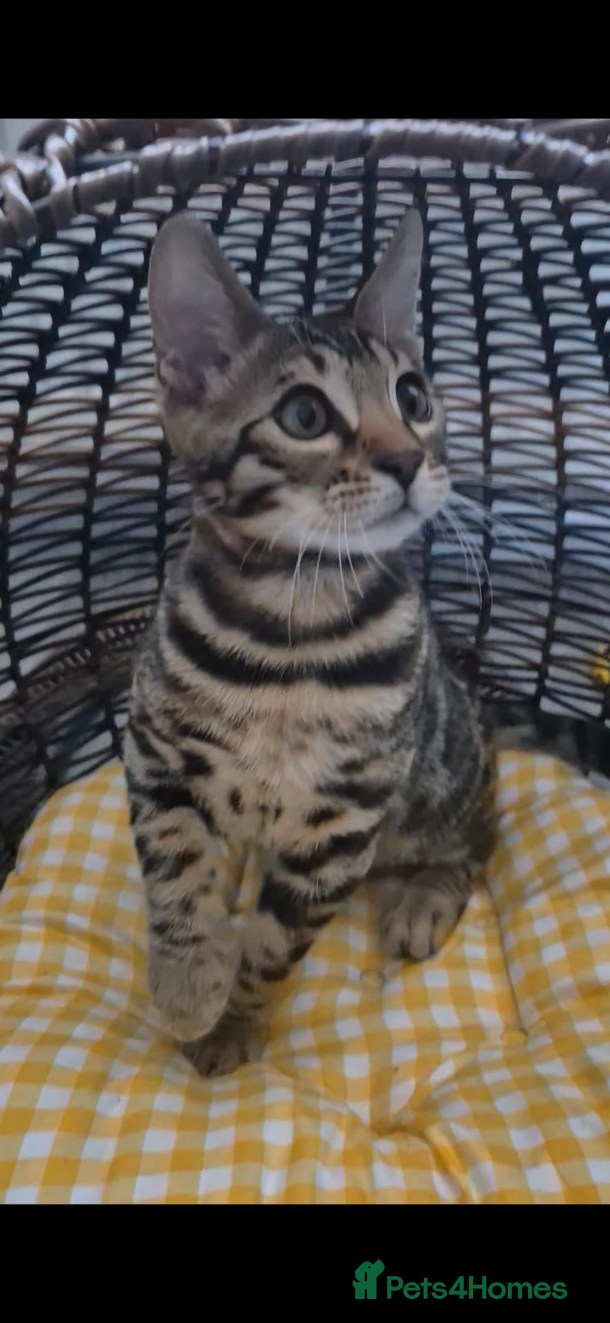 Bengal cats for sale: Last TICA Bengal Boy Left  Don’t Miss Out 🥰 - Advert 1