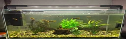 Danios fish for sale: 120 litre fish tank all everything included  in Halifax - Advert 2