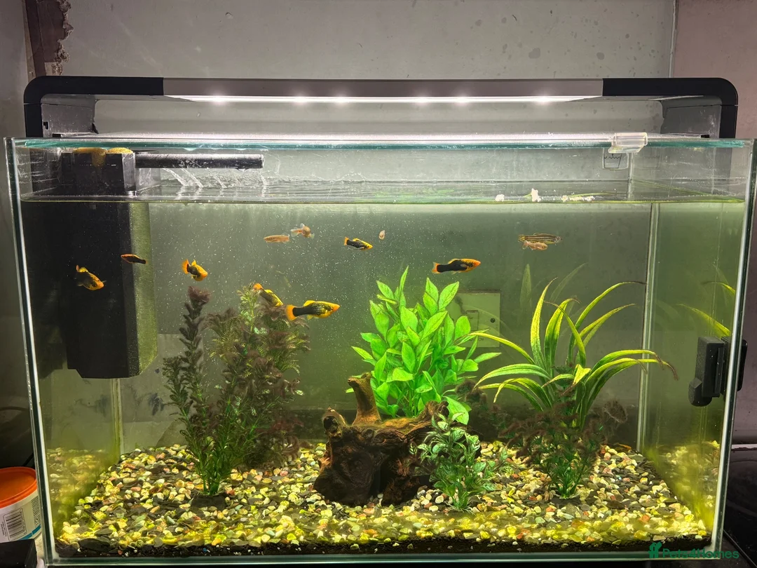 Danios fish for sale: 120 litre fish tank all everything included  in Halifax - Advert 2