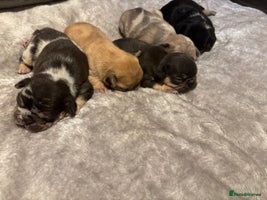 French Bulldog dogs - Advert 4