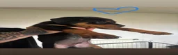 Rottweiler dogs for sale: READY TO GO! Rottweiler pups  - Advert 12