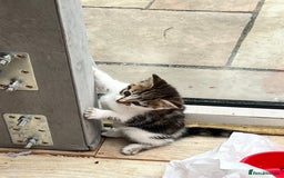Mixed Breed cats for sale: 🐾 *£30*REDUCED* Kittens for Loving Homes 🐾 - Image 11